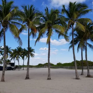 palm trees in Miami Beach