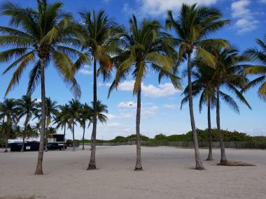 20181222_145551.jpg palm trees in Miami Beach