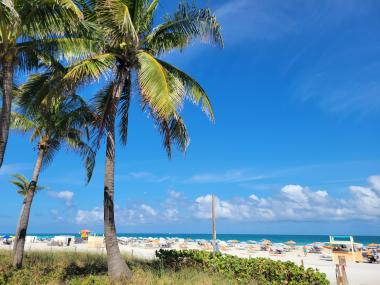 Miami Beach - South Beach with palm trees