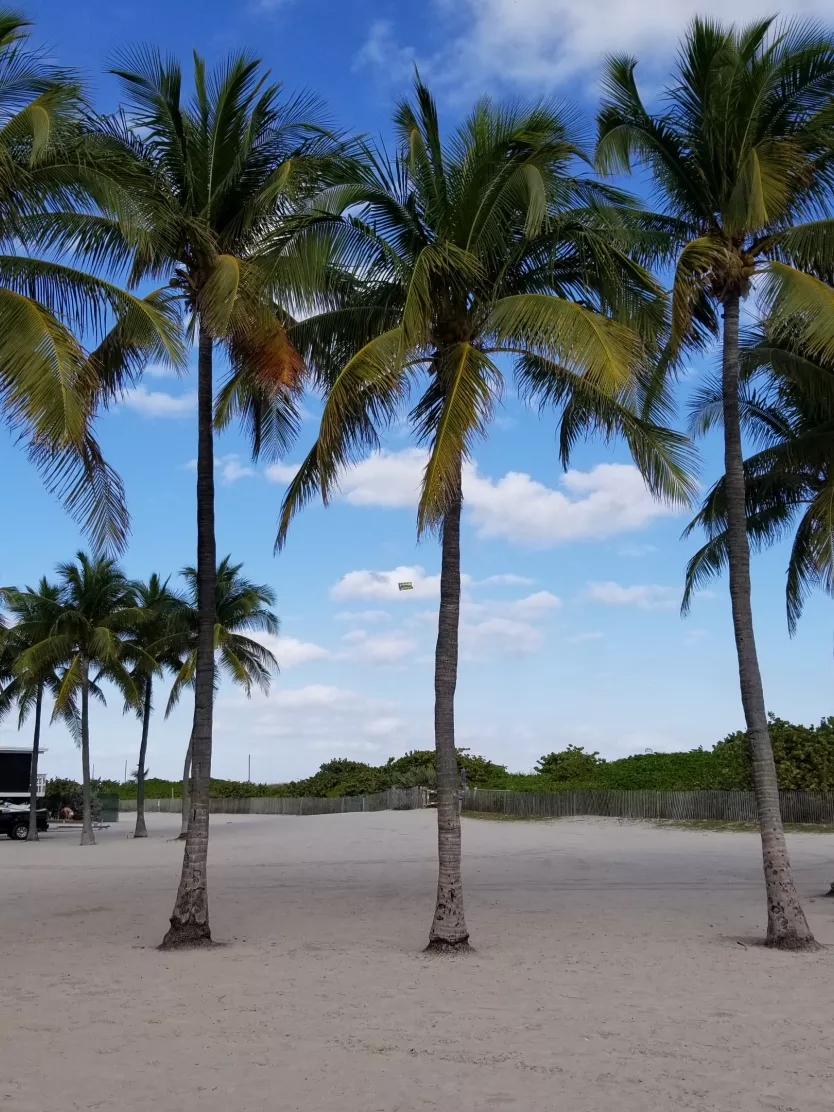 palm trees in Miami Beach