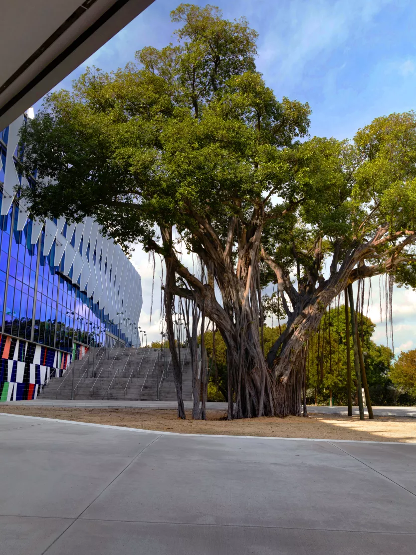 Outdoor-Banyan-Tree-DS-2023 (2).jpg