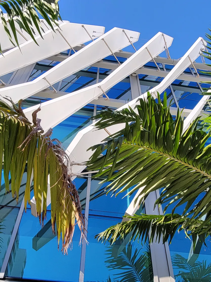 MBCC with palm trees