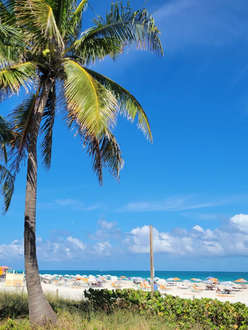 Miami Beach - South Beach with palm trees