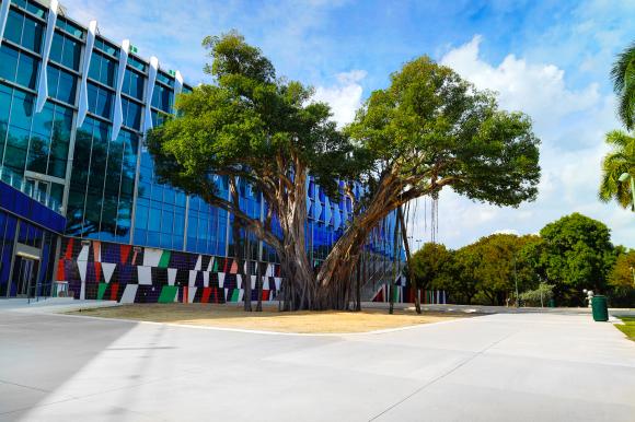 outdoor-banyan-tree